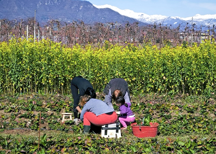 Agricola l'olmo