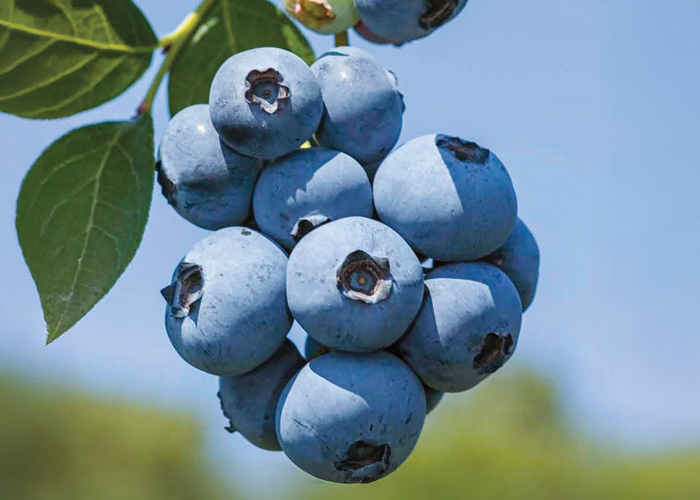 Mirtillo Duke - Agricola l'Olmo