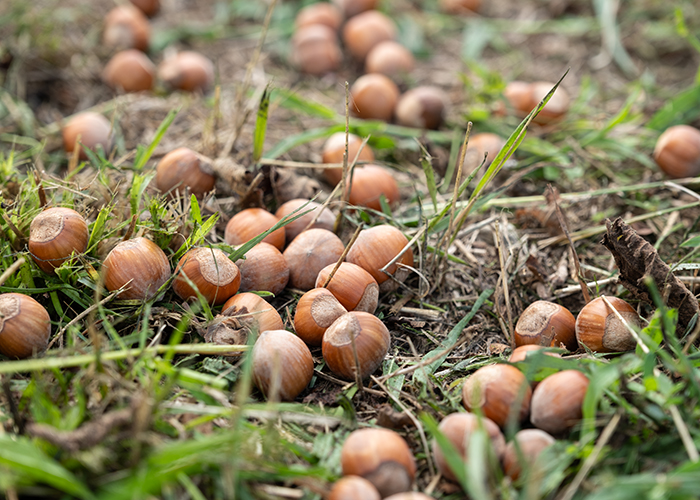 Nocciola Tonda Gentile Trilobata - Agricola l'Olmo